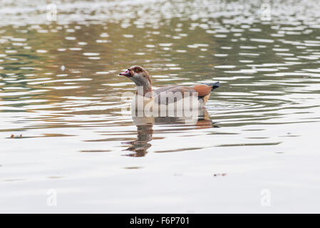 Egyptian goose (Alopochen aegyptiacus). L'espèce est originaire d'Afrique, mais ferally races au Royaume-Uni Banque D'Images