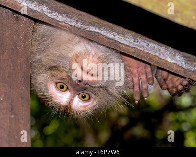 Peek-a-boo. Un singe macaque à Sabah, Borneo vérifier qui est là Banque D'Images