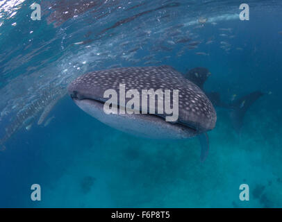 Piscine requin baleine de près dans les Philippines Banque D'Images