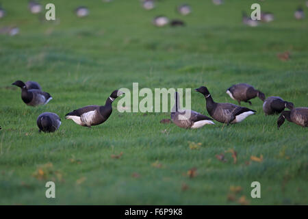 Black Brant (Branta nigricans) Banque D'Images