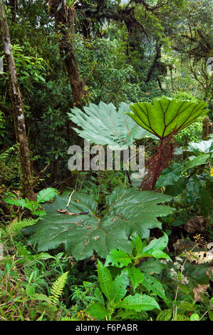 Grosses feuilles de parapluie du pauvre (Gunnera sp.) dans la forêt de nuages à Tapanti National Park, Costa Rica Banque D'Images