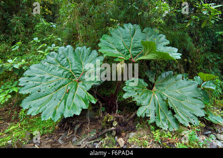 Feuilles de géant parapluie du pauvre (Gunnera insignis) dans la forêt de nuages, Tapanti National Park, Costa Rica Banque D'Images