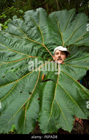 Coller touristiques par tête de feuilles géantes parapluie du pauvre (Gunnera insignis) en forêt, Tapanti National Park, Costa Rica Banque D'Images