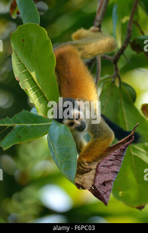 Singe écureuil dans le parc national de Corcovado. Ce singe vie seulement dans le sud du Costa Rica, de la côte du Pacifique Banque D'Images