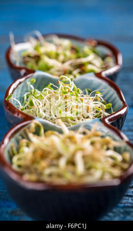 Le trèfle rouge pousse dans un petit bol Banque D'Images