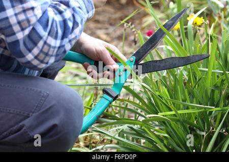 Coupe Herbe Lomandra mâles adultes à l'aide de ciseaux Banque D'Images