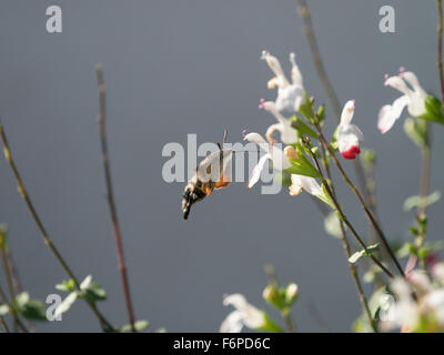 Un oiseau de ronflement hawk moth frais en nectar de fleurs Banque D'Images