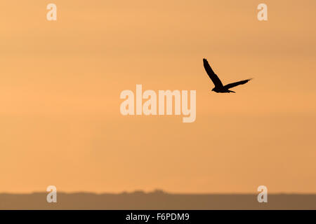 Western Marsh harrier-(Circus aeruginosus) volant au crépuscule. Israël. Banque D'Images