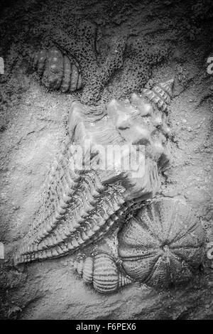 Artistique à la main-d'art 3 Reproduction de coquillages, étoiles de tétrodons, & corail en résine de texture Banque D'Images