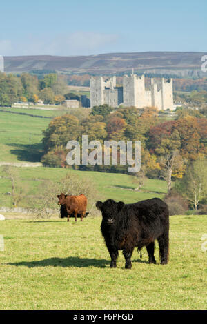 Bovins britanniques traditionnels dans wensleydale campagne, château avec Bolton en arrière-plan. North Yorkshire, UK Banque D'Images