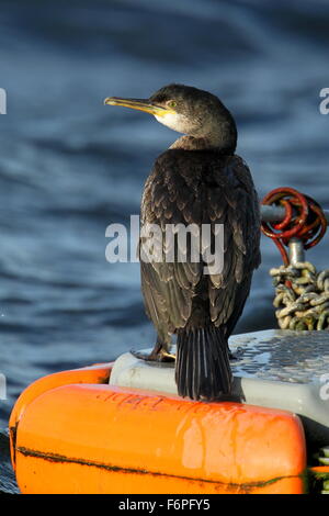 L'immature (Shag Phalacrocorax aristotelis) perché sur ponton à Reine Mère réservoir, Berkshire, Royaume-Uni. Banque D'Images