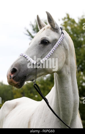 Head shot d'une belle jument pur-sang arabe gris Banque D'Images