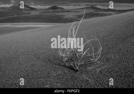 Image en noir et blanc de tumbleweed dans les hautes dunes de sable Banque D'Images