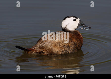 L'érismature à tête blanche (Oxyura leucocephala) at Arundel Wildfowl and Wetlands Trust Banque D'Images