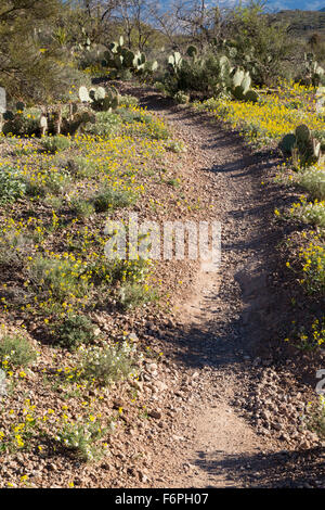 Le sentier passant du désert de l'Arizona wildflowers, Arizona Banque D'Images