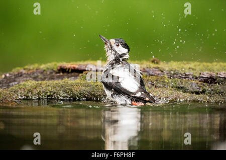 Dendropocos pic (majeur) des profils le bain dans l'eau à la piscine, dans la forêt, Hongrie Banque D'Images