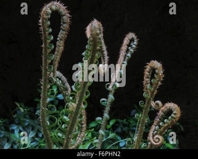 Les frondes de fougère épée de l'Ouest (Polystichum munitum) se déploient alors que le printemps se transforme en été dans la sierra du nord de foothils Calif Banque D'Images