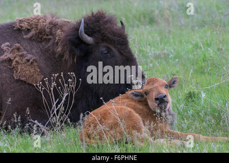 Le bison d'Amérique (Bison bison) société mère et son veau, de repos dans les prairies de l'Ouest, USA Banque D'Images