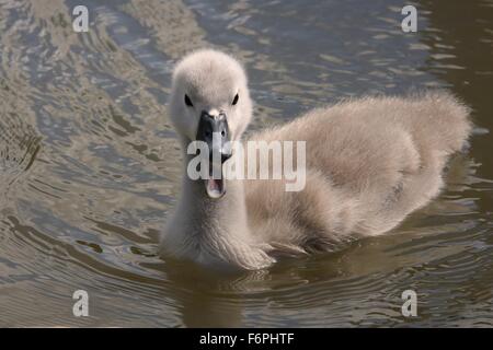 Les jeunes cygnet Cygne tuberculé (Cygnus olor) appelant, Kennet and Avon Canal. Wiltshire, juin. Banque D'Images