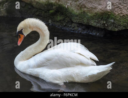 Cygne muet dans une pose classique connu sous le nom de la rue (ailes moitié soulevées et du cou dos courbé), un étang sur le terrain d'un hôtel sur la Banque D'Images