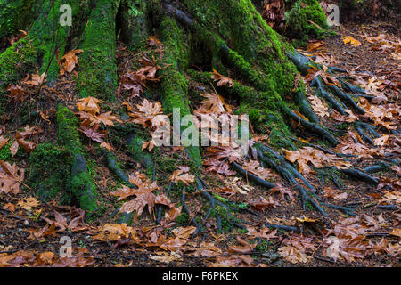 La décomposition des feuilles d'érable à la base de l'arbre avec un réseau de racines Banque D'Images