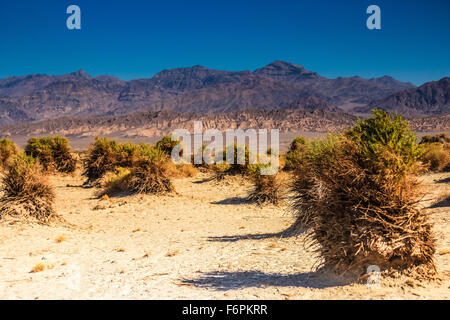 Devil's Cornfield dans Death Valley National Park. La Californie, USA Banque D'Images