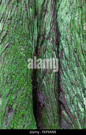 Image abstraite de l'écorce d'un cèdre rouge de l'arbre dans une forêt pluviale tempérée Banque D'Images