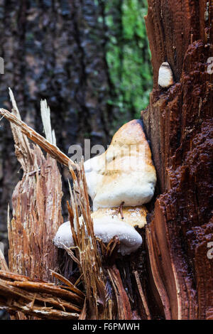 Les gouttelettes d'humidité qui sécrètent des champignons poussant sur un tronc d'arbre cassé dans une forêt pluviale tempérée Banque D'Images