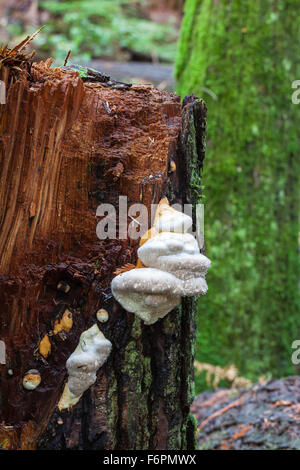 Les gouttelettes d'humidité qui sécrètent des champignons poussant sur un tronc d'arbre cassé dans une forêt pluviale tempérée Banque D'Images