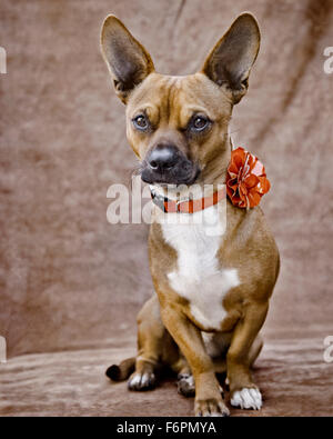 Petit brun blanc Chigi Chihuahua chien Corgi immenses oreilles assis avec front plissé et Collier fleur rouge toile tissu lisse Banque D'Images