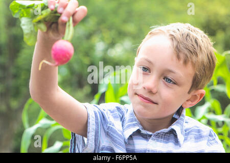 Caucasian boy holding radish in garden Banque D'Images