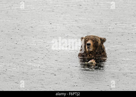 Une femelle ours brun côtières, connu de Katmai National Park personnel comme quatre "tonne" (après son unique id # 410) Banque D'Images