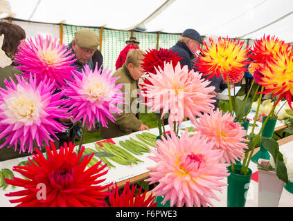 Dahlia fleurs primés et légumes à Kildale show, North Yorkshire, Angleterre. UK Banque D'Images