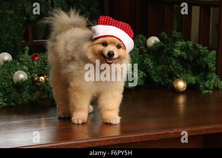 Heureux chien Pomeranian wearing santa hat pose entre les fêtes de Noël Décoration Banque D'Images