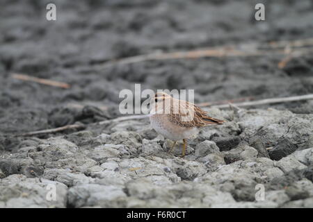 Pluvier guignard (Charadrius morinellus) au Japon Banque D'Images