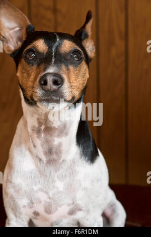 De l'avant face à Jack Russell Terrier tricolore stoïque assis avec les yeux dans la maison en face de l'arrière-plan de lambris en bois Banque D'Images