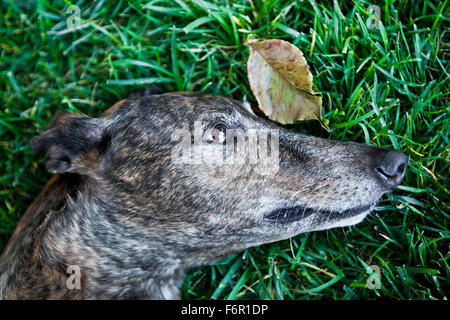 Close up profile tête de chien lévrier bringé fixant paisiblement dans l'herbe verte longue riche avec une seule feuille Banque D'Images