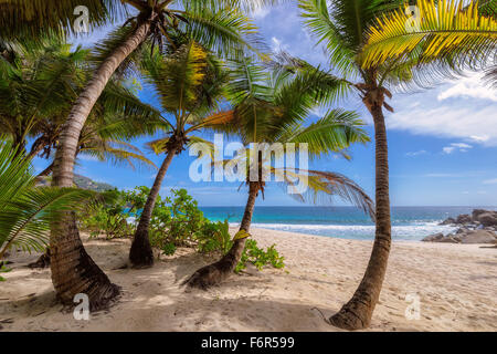 Palmiers sur la plage de Anse Intendance dans l'île de Mahé, Seychelles Banque D'Images