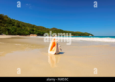 Belle vue mer sur la plage de sable de shell Banque D'Images
