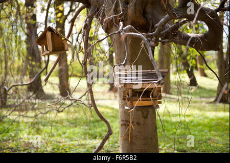 Les mangeoires vides en parc, tables d'oiseaux, de caisses en bois installés sur branche d'arbre dans le parc, les animaux objets de soins au début du printemps Banque D'Images