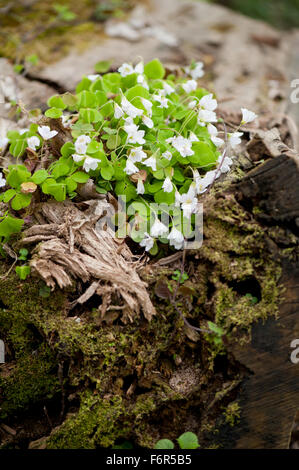 L'oxalide efflorescences les plantes poussent en tronc d'arbre mort, la famille Oxalidaceae Oxalis acetosella plante, appelé Alleluia ... Banque D'Images