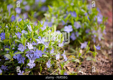 Vinca violet purple fleurs jardin literie, famille Apocynaceae pervenche ou myrtle bright les plantes à fleurs et feuilles dynamique Banque D'Images