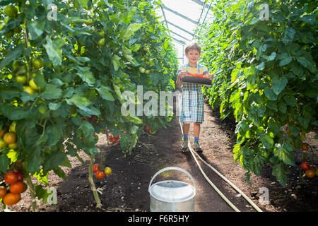 Garçon dans les émissions entre les plants de tomates Banque D'Images