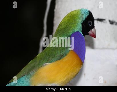 Australian Male Gouldian Finch à tête noire ou arc-en-ciel (Erythrura gouldiae Finch) close-up, ce qui représente, sur une branche Banque D'Images