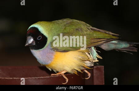 Femme à tête noire australienne Gouldian Finch ou Rainbow Finch (Erythrura gouldiae) close-up, ce qui représente, sur une branche Banque D'Images