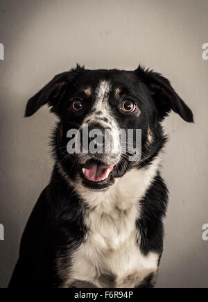 Portrait de Border Collie Banque D'Images