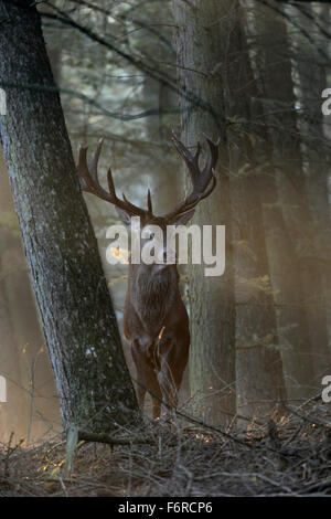 Le majestueux cerf rouge ( Cervus elaphus ) se dresse entre les arbres en contre-jour magnifique, directement en face du photographe, Europe. Banque D'Images