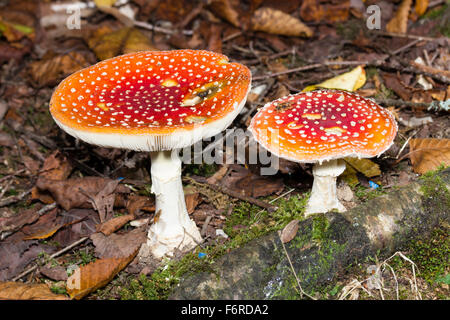 Les organes de fructification de l'agaric toadstool, mouche Amanita muscaria Banque D'Images