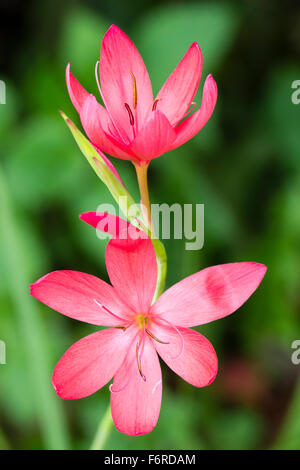 Fleurs d'octobre sur une tige de la lis kaffir, Hesperantha coccinea 'Rosy Pink' Banque D'Images