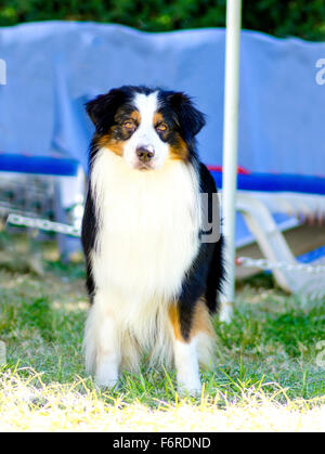 Un jeune, sain, beau, noir, blanc et rouge Berger Australien chien debout sur l'herbe à la très calme et adorable. Banque D'Images